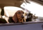O que diz a lei sobre animais domésticos em automóveis?