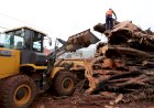Prefeitura começa remover tronco de seringueira e local da queda será revitalizado