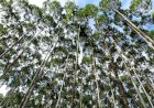 Celulose segue liderando a pauta exportadora de Mato Grosso do Sul 