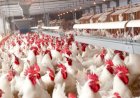 Governo passa a publicar valor real pesquisado do frango para abate e reforça transparência com setor avícola