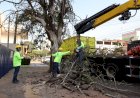 Prefeitura inicia supressão de árvores condenadas e vai plantar o dobro de mudas