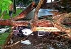 Temporal derruba árvore sobre motociclista e causa estragos em Dourados