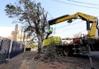 Prefeitura acelera supressão de árvores condenadas e ultrapassa mil mudas plantadas
