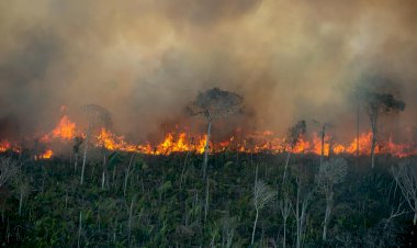Brasil queimou mais de 21% do seu território em quase 4 décadas