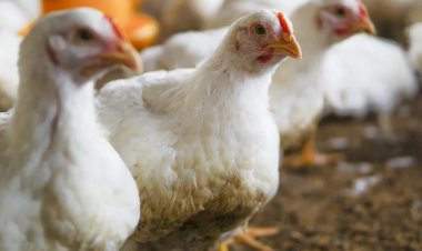 Japão suspende importação de carne e derivados de aves de MS