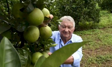 Produtores de laranja encontram em Mato Grosso do Sul ambiente propício e seguro para investir
