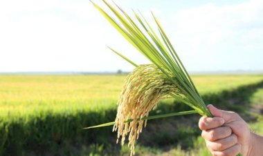 Brasil não terá desabastecimento de arroz, diz presidente de entidade do setor
