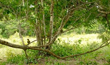 Imasul realiza soltura de mais de 60 animais silvestres no Recanto Ecológico Rio da Prata