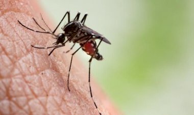 MS registra 16.125 casos confirmados de dengue e 30 óbitos são registrados