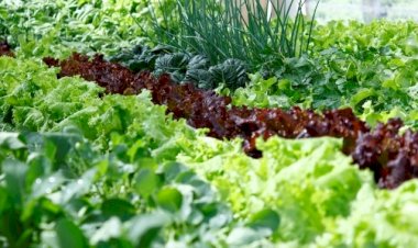 Prefeitura alerta para nova chamada para o Programa de Aquisição de Alimentos