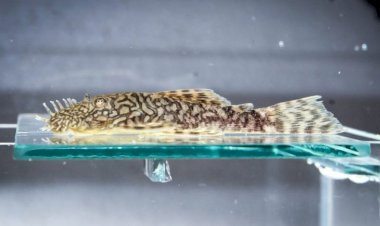 Bioparque Pantanal registra reprodução inédita de nova espécie de cascudo