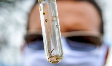 Boletim Epidemiológico: MS registra 1.234 casos confirmados de dengue