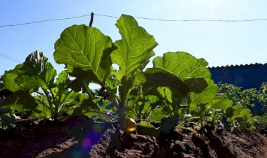 Sua ação pode virar referência: SES abre chamada para coletânea de boas práticas em nutrição