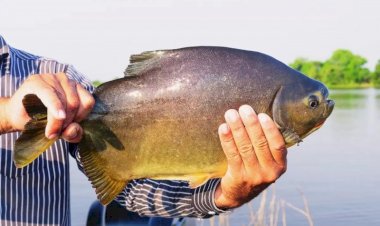 Prefeitura abre licitação para aquisição de peixes vivos para a 1ª Festa da Páscoa