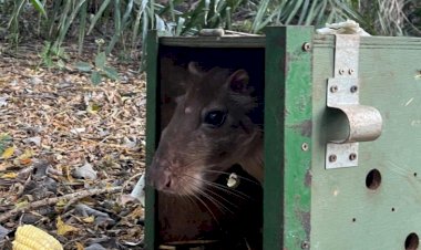 De volta para casa: reabilitados no CRAS, animais silvestres retornam à liberdade no coração do Pantanal