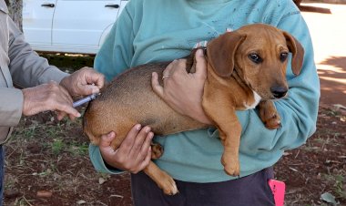 Dourados vacina cães e gatos em drive-thru neste sábado na prefeitura