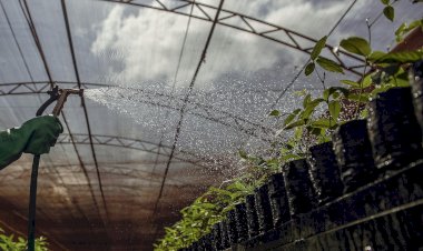Empresas associadas da Reflore/MS consolidam Mato Grosso do Sul como líder nas exportações de celulose