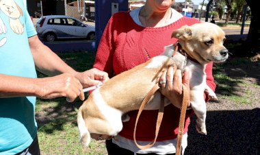 Prefeitura já vacinou quase 16 mil animais contra raiva e ações itinerantes continuam