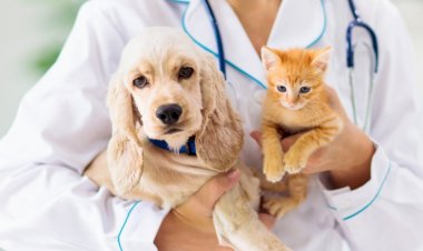 Deputado propõe inclusão de campanhas para pets no calendário oficial