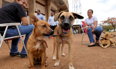 Prefeitura e governo do Estado iniciam castração de 1,6 mil cães e gatos em Dourados