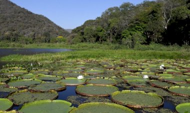 Avanços ao aliar crescimento e preservação referendam MS na COP30, e Estado adere ao ‘selo verde’ europeu
