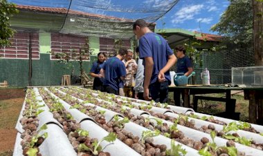 Do ar para a terra: escola estadual de MS transforma água de ar-condicionado em alfaces sustentáveis