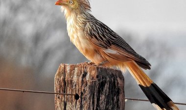 Prefeitura e Clube de Observação realizam exposição “Dourados e Suas Aves”
