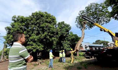 Prefeitura avança com plano de arborização urbana e remoção de árvores condenadas