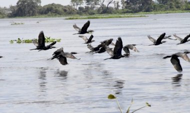 Pantanal coloca MS no centro das discussões globais sobre espécies migratórias