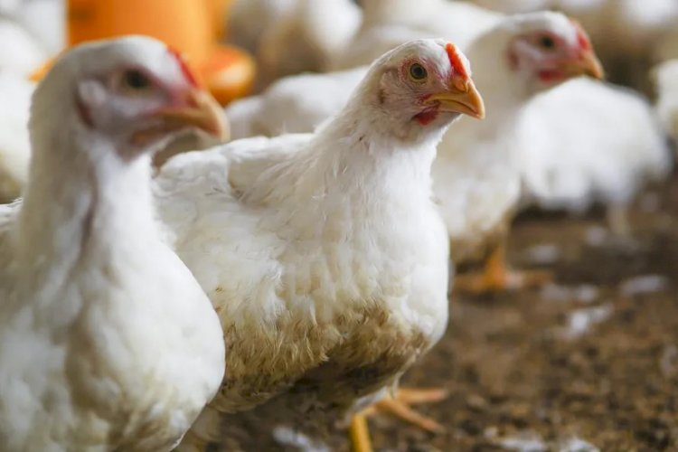 Japão suspende importação de carne e derivados de aves de MS