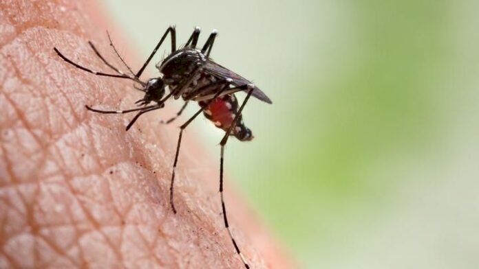 MS registra 16.125 casos confirmados de dengue e 30 óbitos são registrados