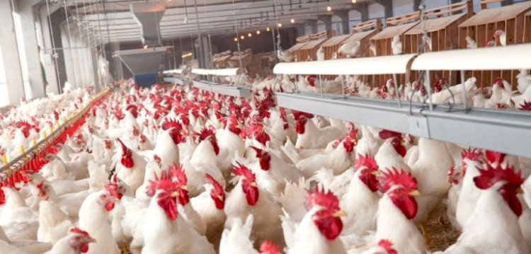 Governo passa a publicar valor real pesquisado do frango para abate e reforça transparência com setor avícola