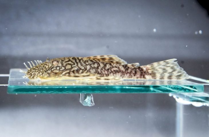Bioparque Pantanal registra reprodução inédita de nova espécie de cascudo