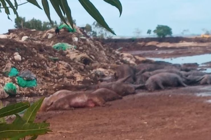 Lia Nogueira cobra MP sobre empresa acusada de descartar animais mortos em Itaporã
