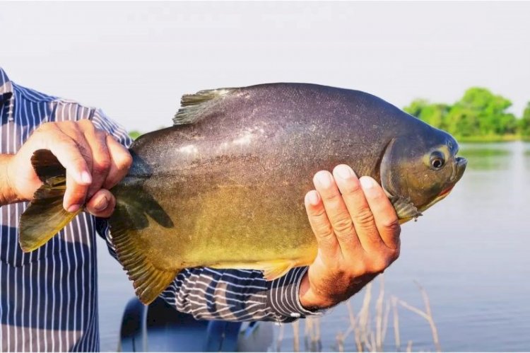 Prefeitura abre licitação para aquisição de peixes vivos para a 1ª Festa da Páscoa