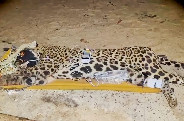 Onça-pintada é capturada pela PMA e será atendida no centro de reabilitação