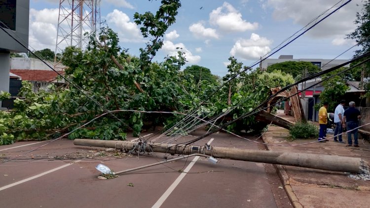 Prefeitura reduz impacto de temporal com supressão de árvores e resposta rápida