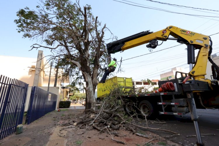 Prefeitura acelera supressão de árvores condenadas e ultrapassa mil mudas plantadas